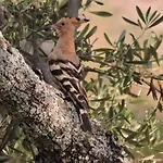 Cortijo Auf Der Al-manzil By Interhome