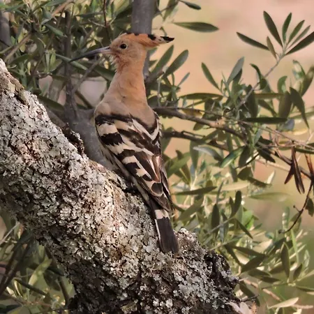 Cortijo Auf Der Al-manzil By Interhome