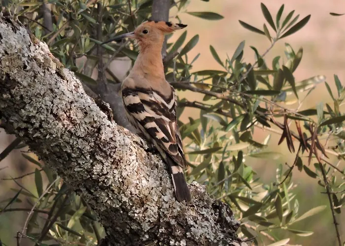 Cortijo Auf Der Al-manzil By Interhome